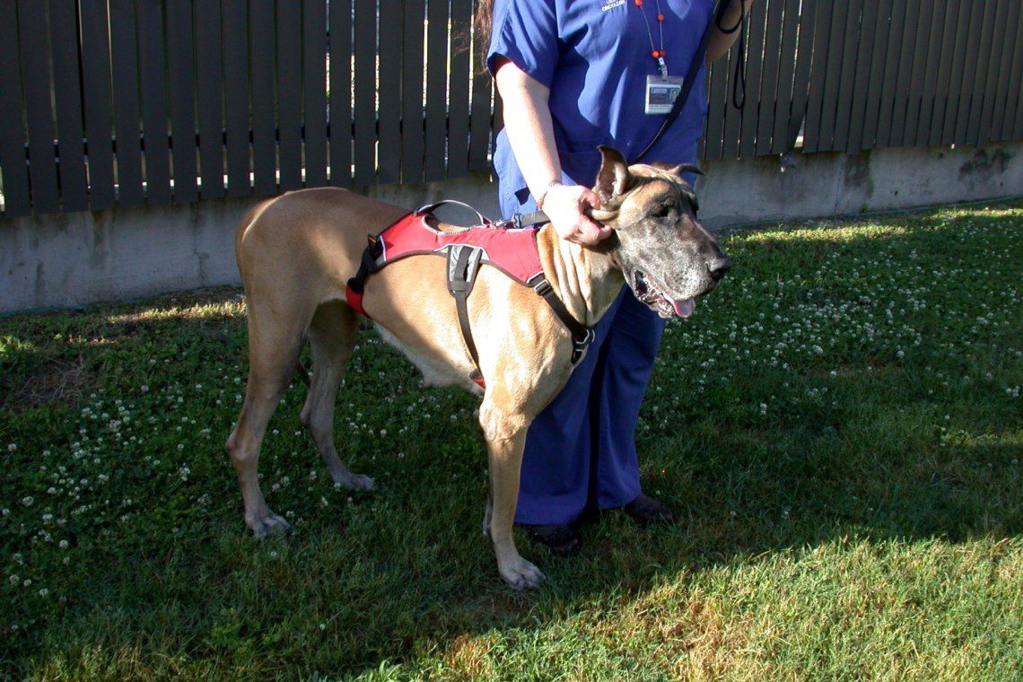 Great Dane fully recovered following amputation of the left forelimb