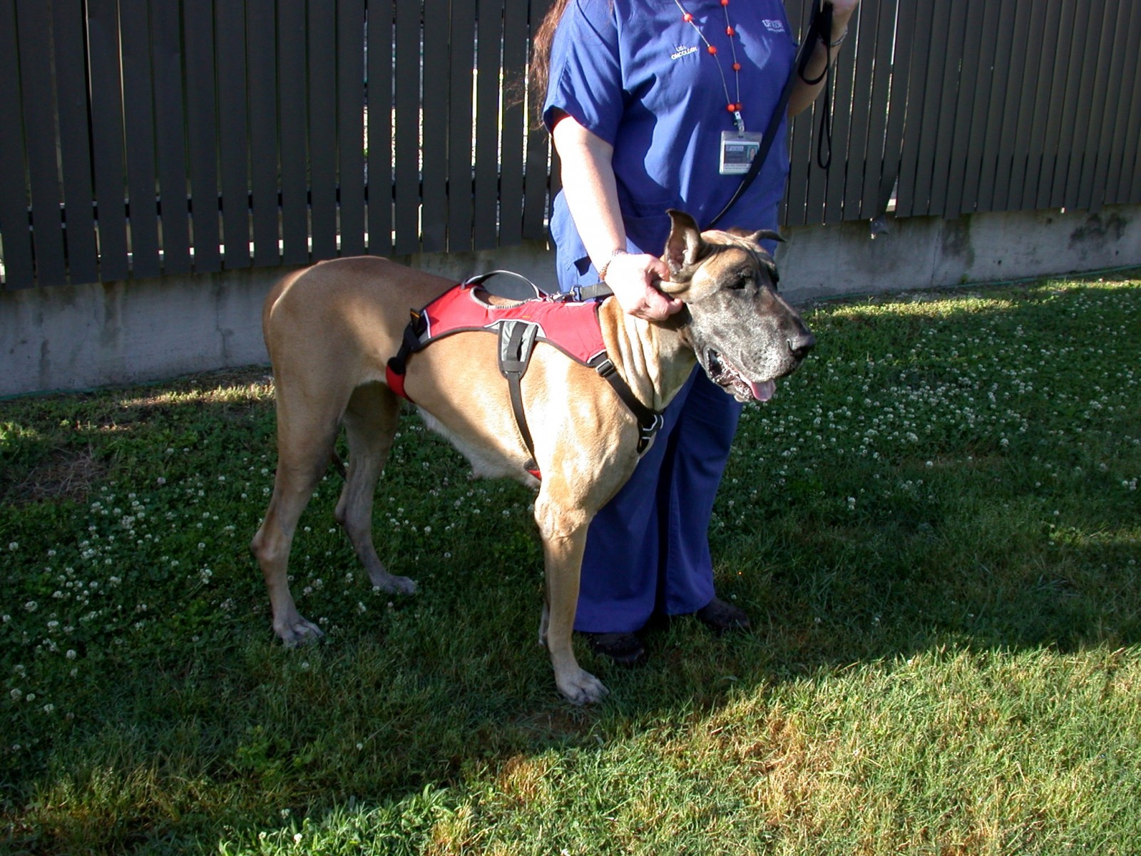Canine Osteosarcoma - Fitzpatrick Referrals