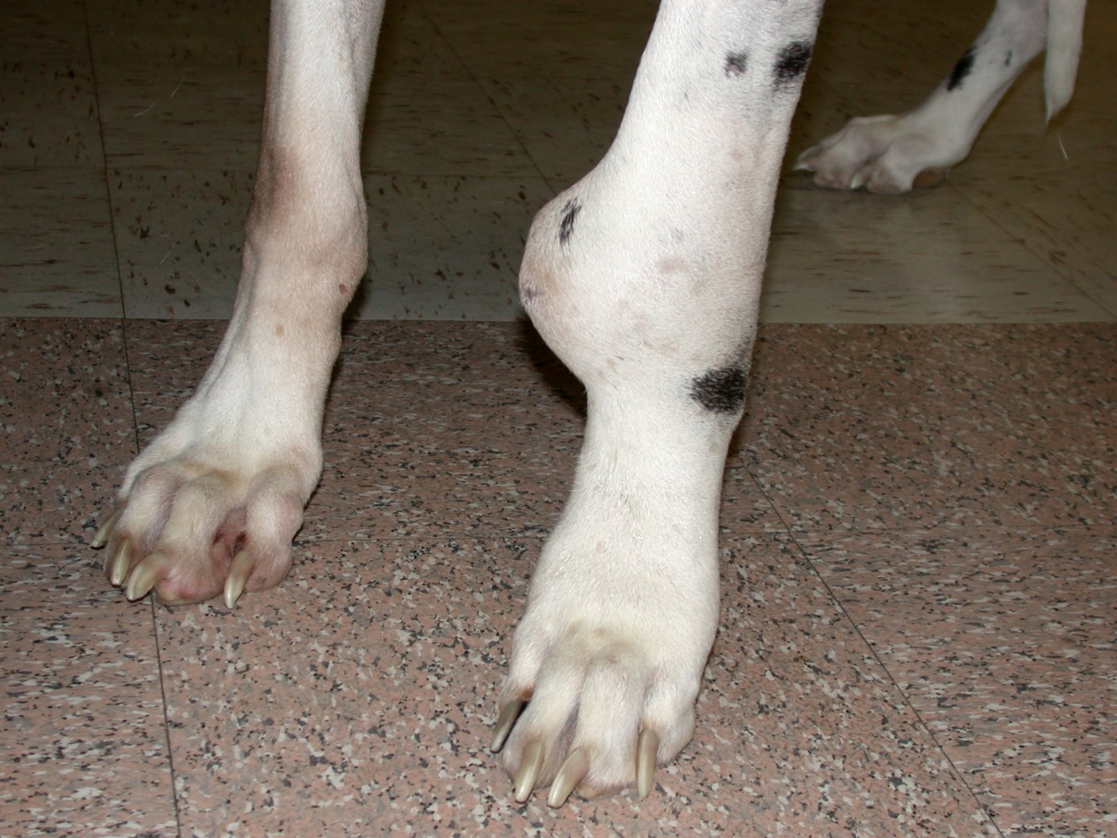 why is my dogs toe swollen