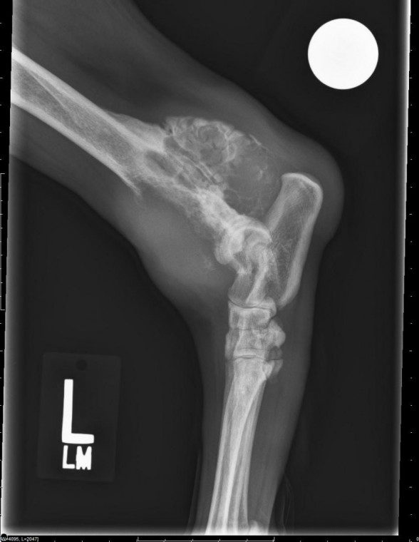 how long does a dog with osteosarcoma live