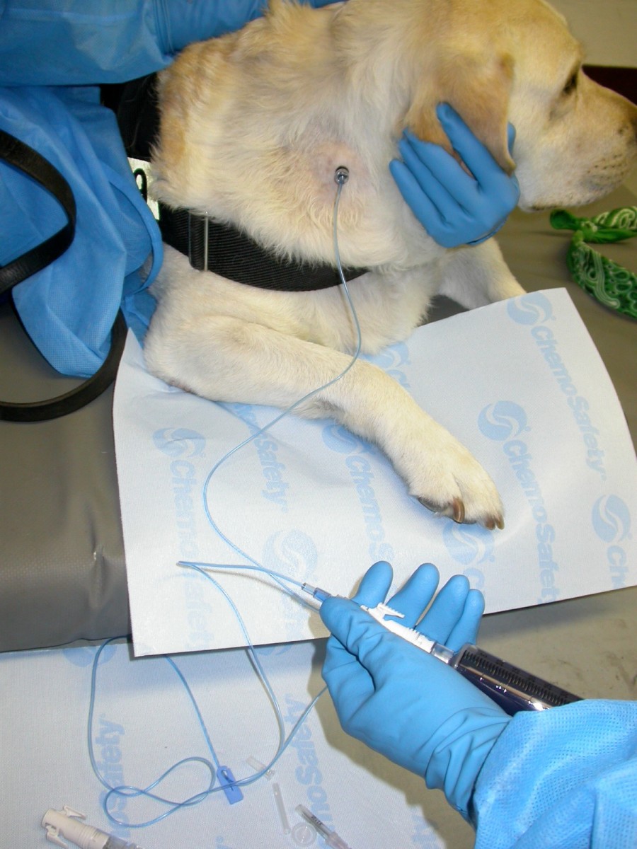 A dog receiving chemotherapy via the metal VAP inserted beneath the skin. The process is significantly less stressful and much safer for the patients.