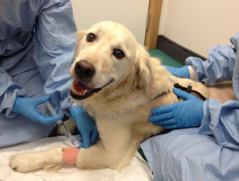 Canine patient receiving chemotherapy treatment