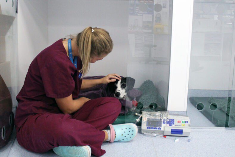 An auxiliary at our oncology and soft tissue hospital comforting a patient following surgery