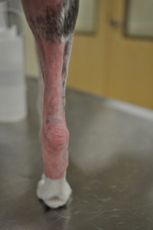 Appearance of skin over a dog’s ankle after radiation therapy to treat microscopic cancer following surgery. Typical side-effects include whitening of the fur, thinning of the skin, and sometimes permanent fur loss. Fur in this area often grows back in thin wispy patches. ©Fitzpatrick Referrals
