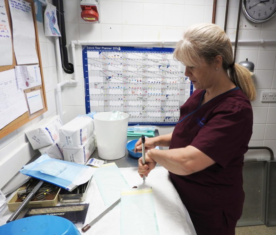 Surgical Auxiliary preparing instruments for surgery at Fitzpatrick Referrals Orthopaedics and Neurology Hospital