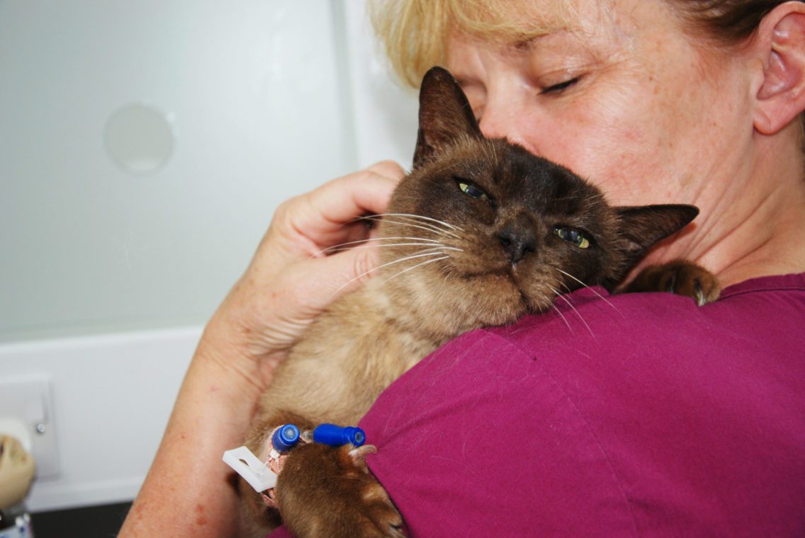 Auxiliary with a patient at Fitzpatrick Referrals Oncology and Soft Tissue Hospital