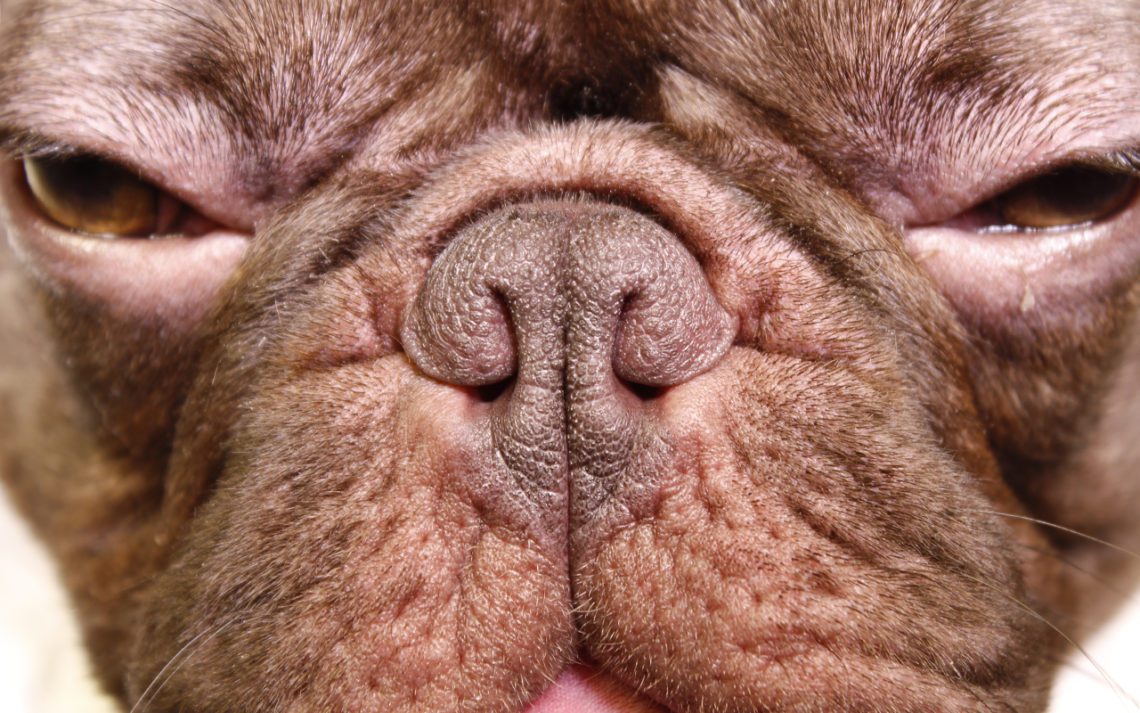 surgery for brachycephalic dogs