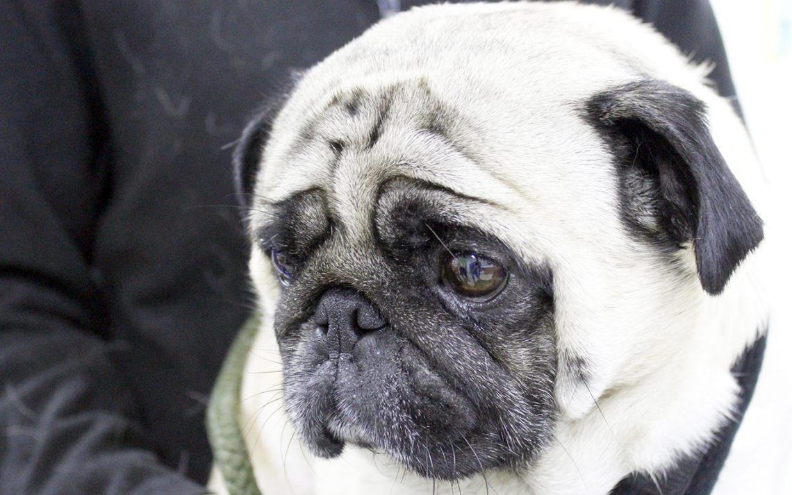 symptoms of brachycephalic syndrome