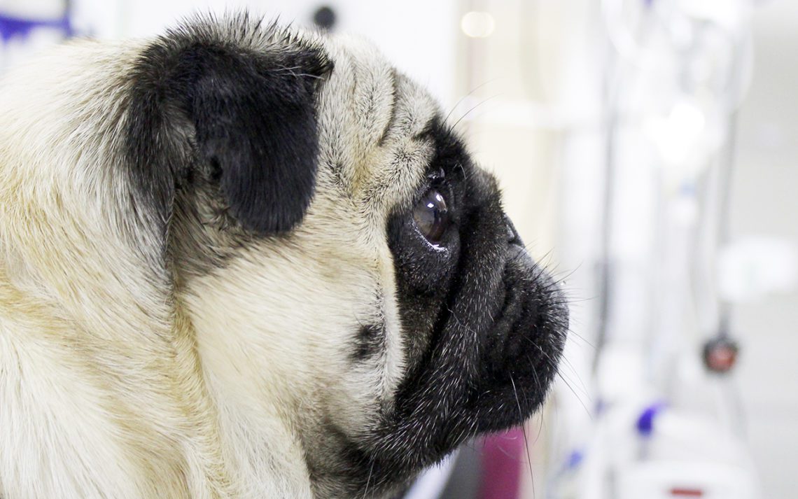brachycephalic obstructive airway syndrome
