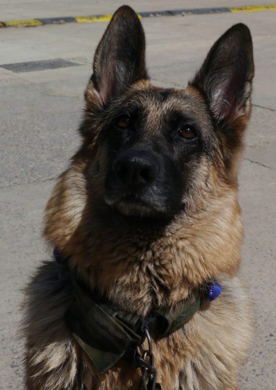 Patient of Fitzpatrick Referrals Oncology & Soft Tissue, Sadie