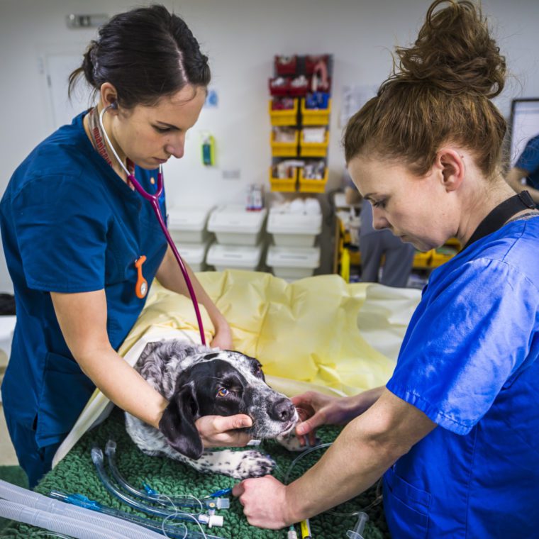 Veterinary Nurse with Surgical Resident preparing a patient for anaesthetic at Fitzpatrick Referrals