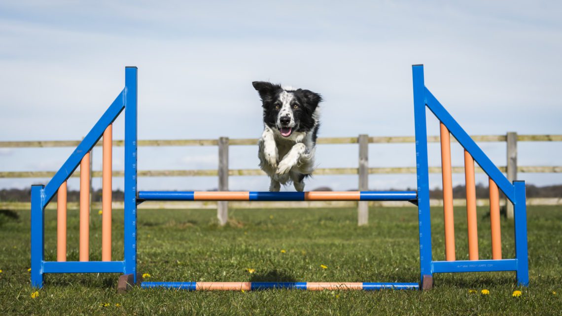 Dog jumping 