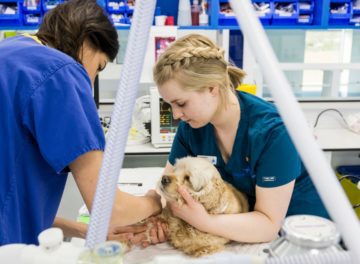 Dog having cancer treatment