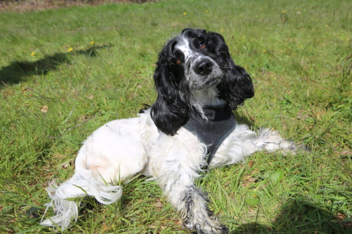 Cocker Spaniel Cookie