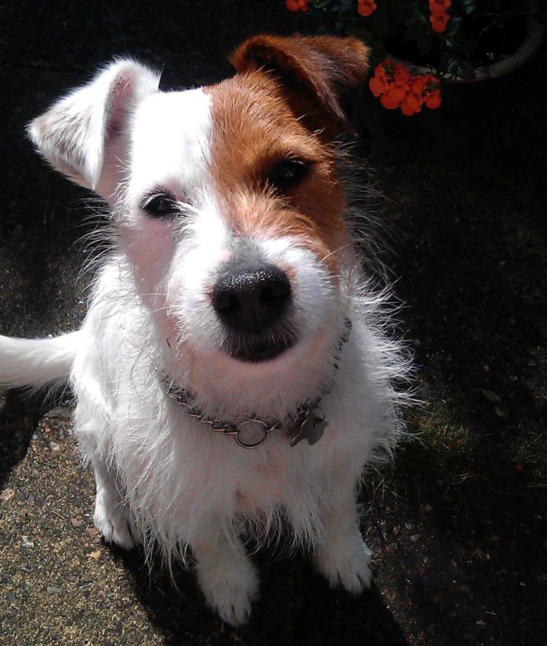 Barry in the garden