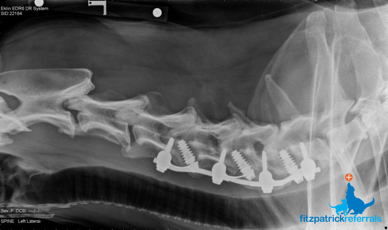 Radiograph of Ellie post-surgery