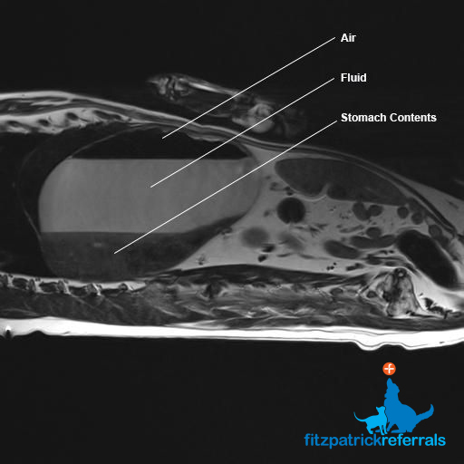 MRI scan of Flossie's stomach