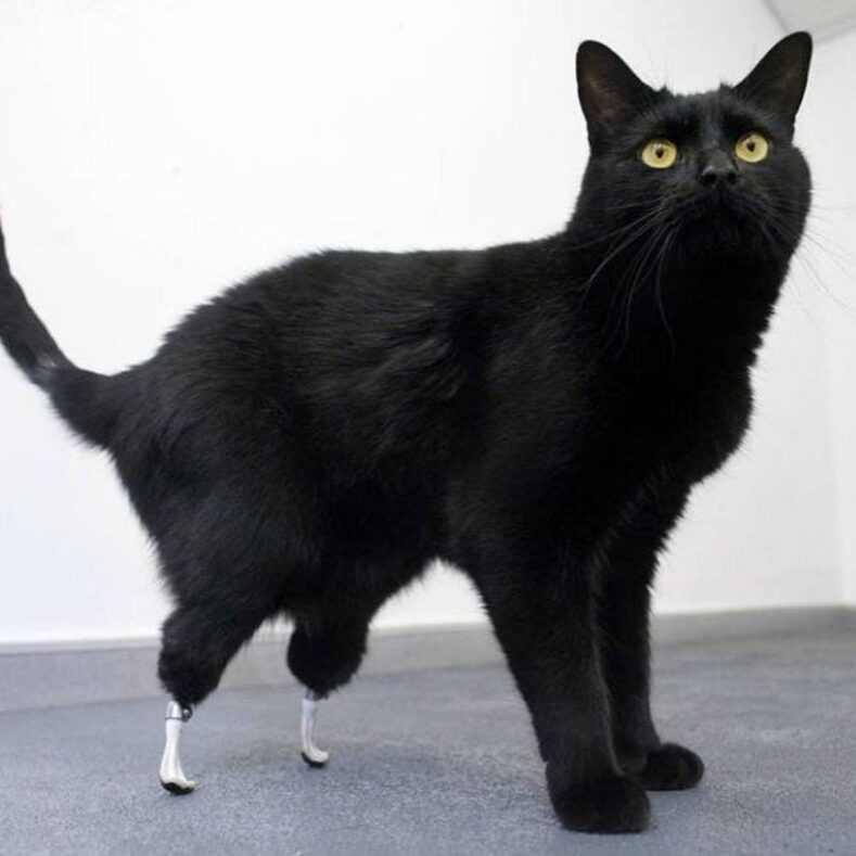 Oscar Bionic Cat with new PerFiTS feetfeet