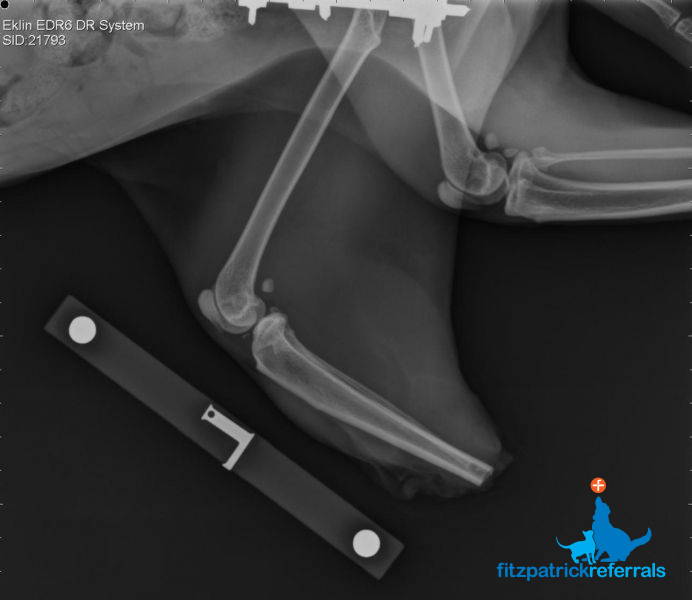 Radiograph of Pixie