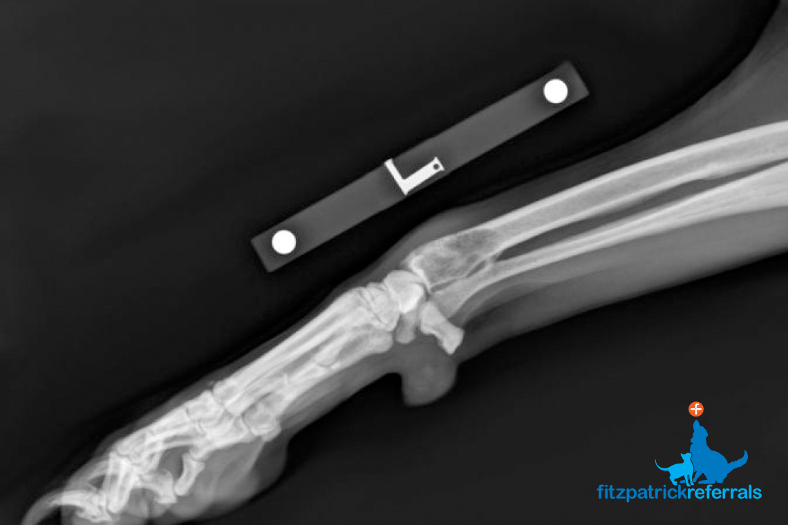 Radiograph of canine bone cancer (osteosarcoma) affecting the radius