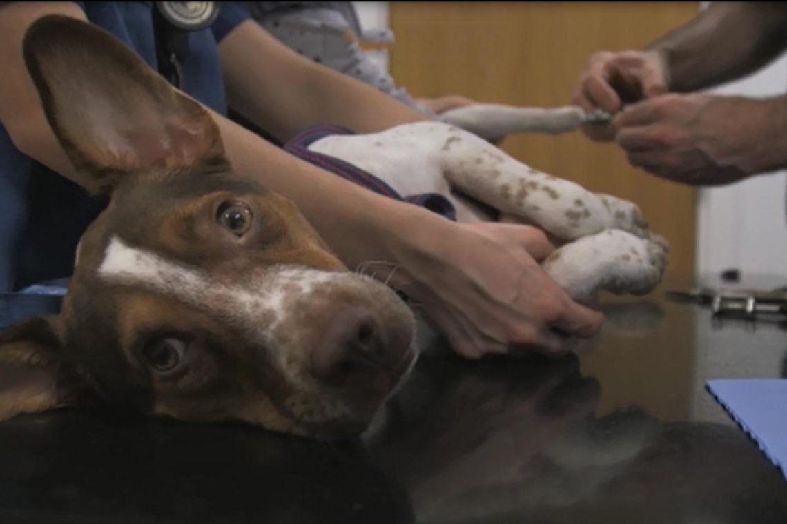 Snoopy the bionic dog