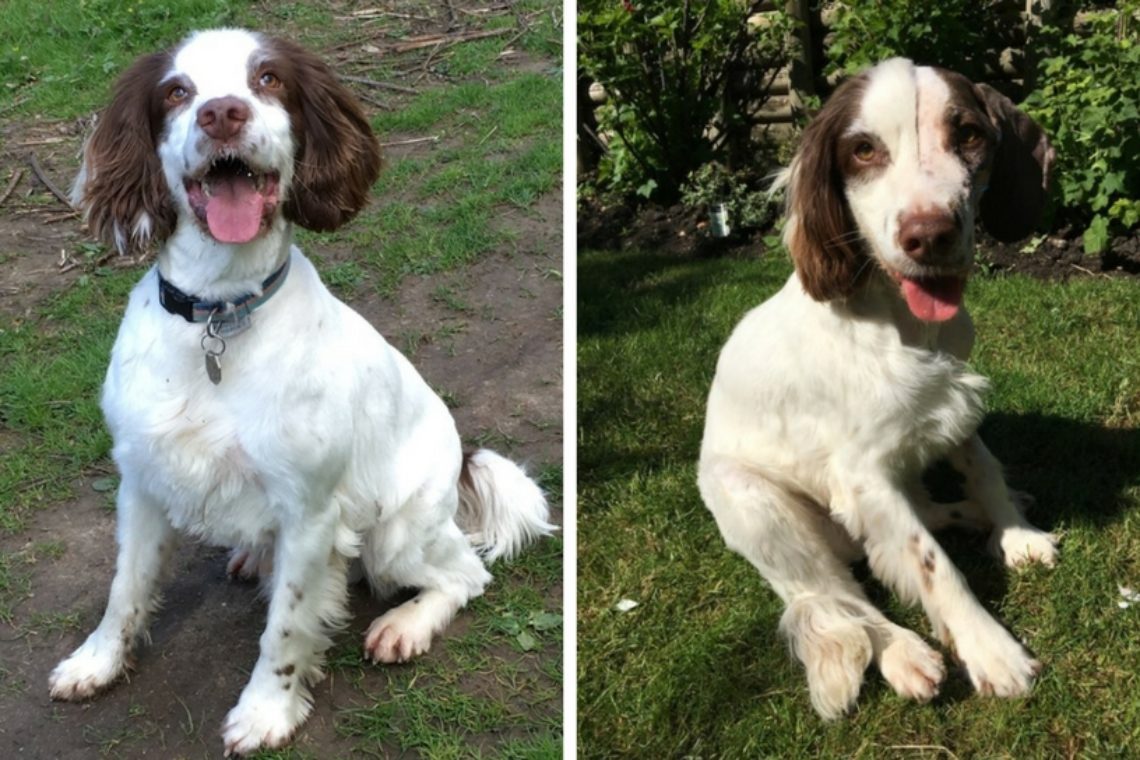 Daniel English Springer Spaniel