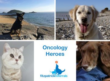 Feline and canine oncology heroes