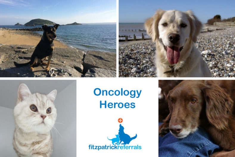Feline and canine oncology heroes