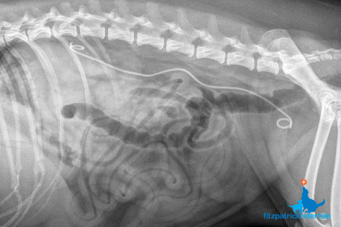 prostate stones in dogs