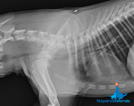 A radiograph showing tracheal collapse in a dog
