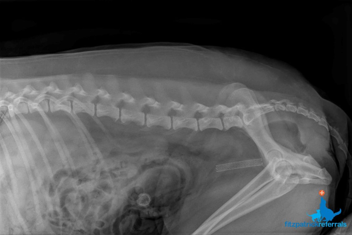 Radiograph of urethral stent in dog.