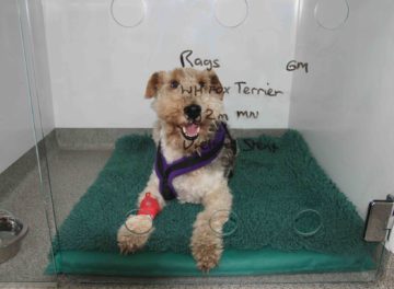 Wire Hair Fox Terrier Rags in kennels before surgery