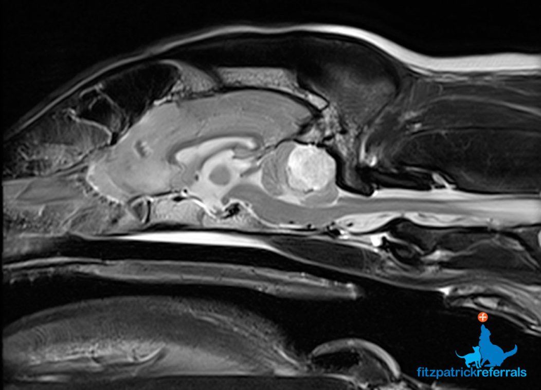 how long do dogs live with brain tumors