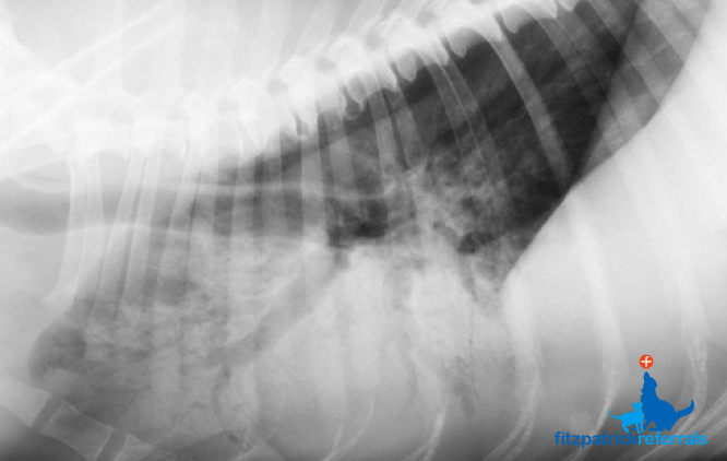 Radiograph of dog with aspiration pneumonia.