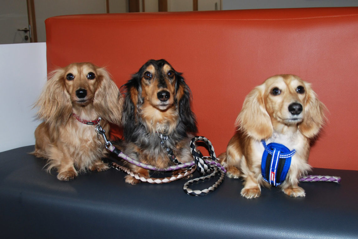 Long haired miniature dachshund family at Fitzpatrick Referrals