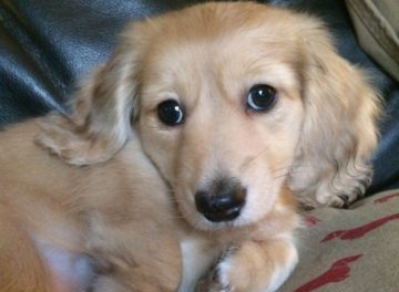 long-haired miniature dachshund