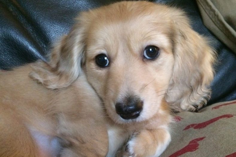 long-haired miniature dachshund