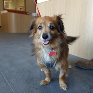 Oncology patient Buddy at Fitzpatrick Referrals Oncology & Soft Tissue Hospital Oncology patient Buddy at Fitzpatrick Referrals Oncology & Soft Tissue