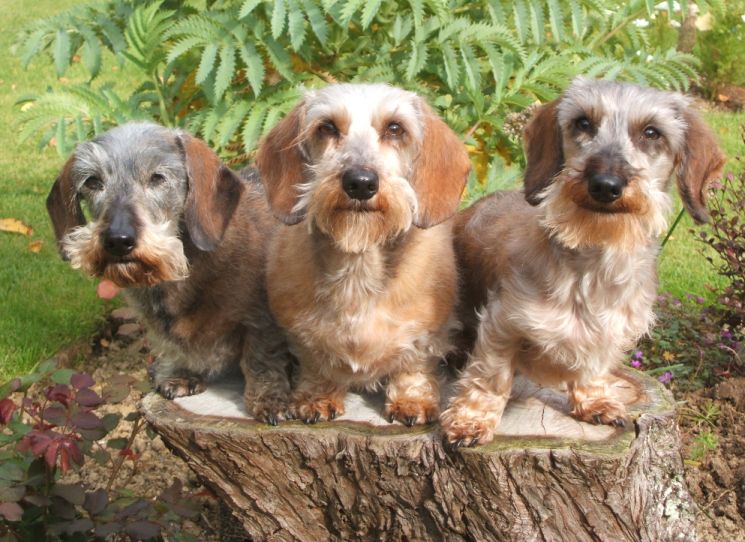 Lafora disease research Wirehaired Dacshunds