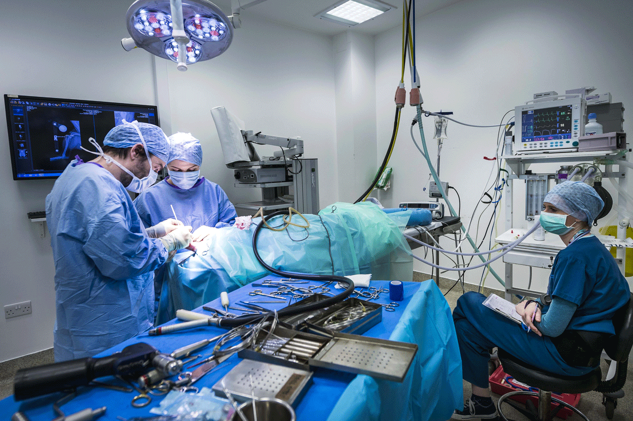 Orthopaedic surgery at Fitzpatrick Referrals