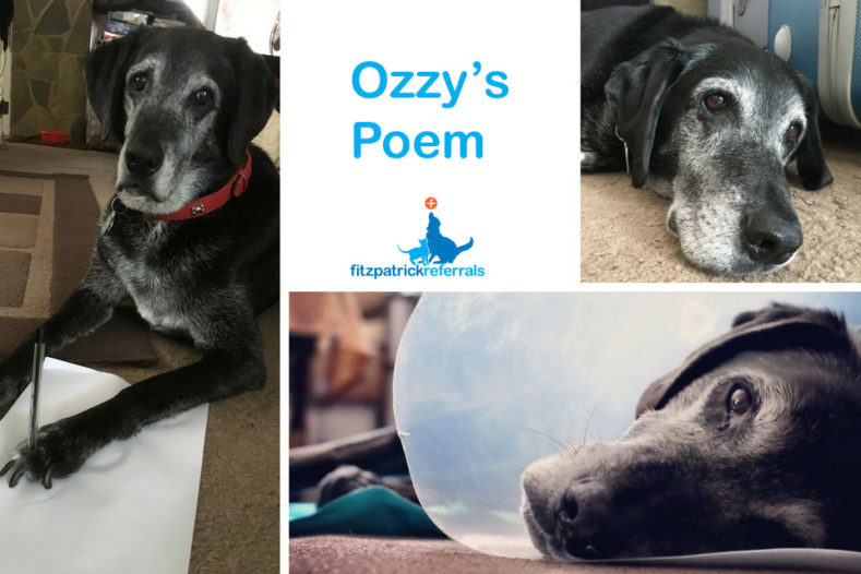 Ozzy's thank you poem for Fitzpatrick Referrals