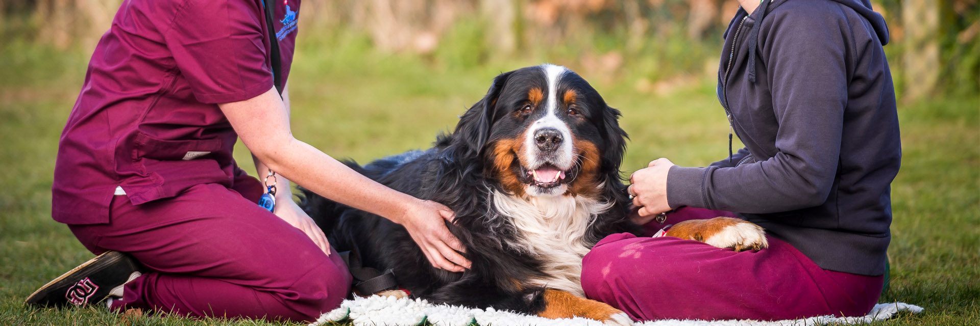 Veterinary auxiliary jobs Fitzpatrick Referrals Orthopaedics and Neurology