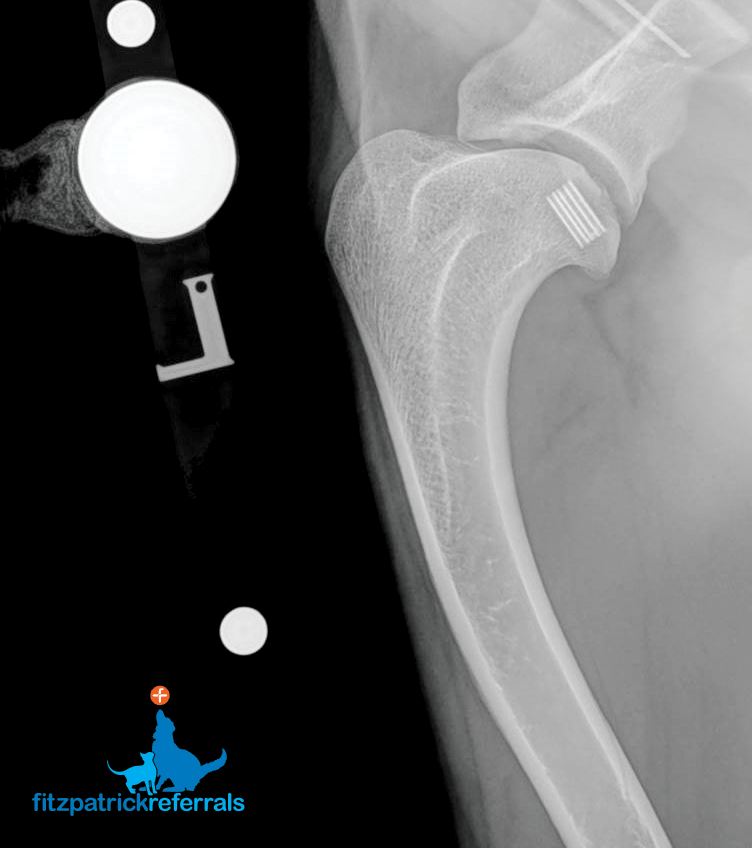 Radiograph of an osteochondral plug. Radiograph of an osteochondral plug Fitzpatrick Referrals