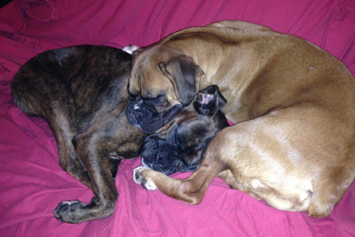 Lilly and Tara's TPLO surgery