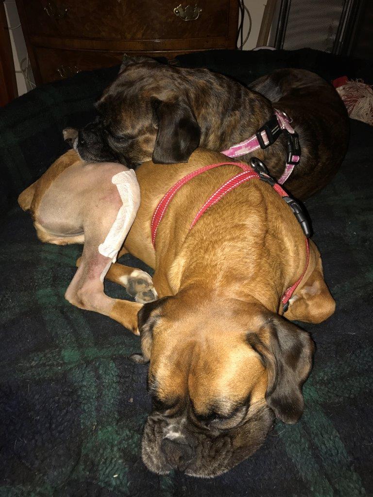 Lilly and Tara recovering at home together after TPLO surgery at Fitzpatrick Referrals