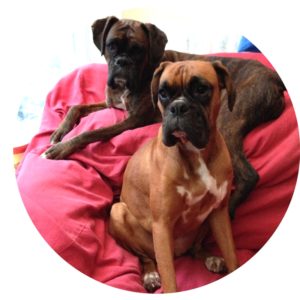 Lilly and Tara fully recovered after TPLO surgery at Fitzpatrick Referrals