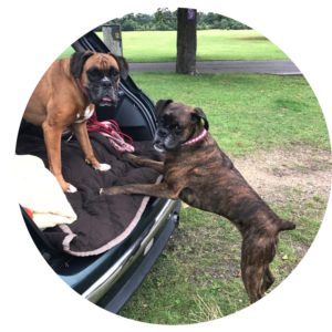 Lilly and Tara fully recovered after TPLO surgery at Fitzpatrick Referrals