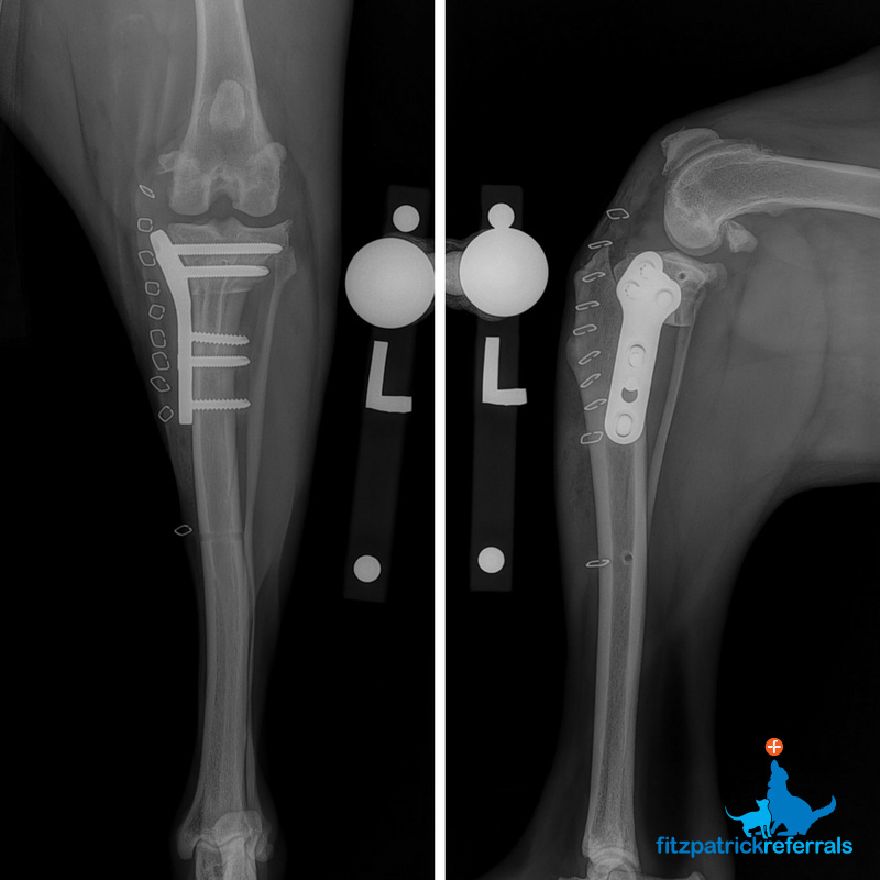 Lilly's post-op TPLO radiographs Fitzpatrick Referrals