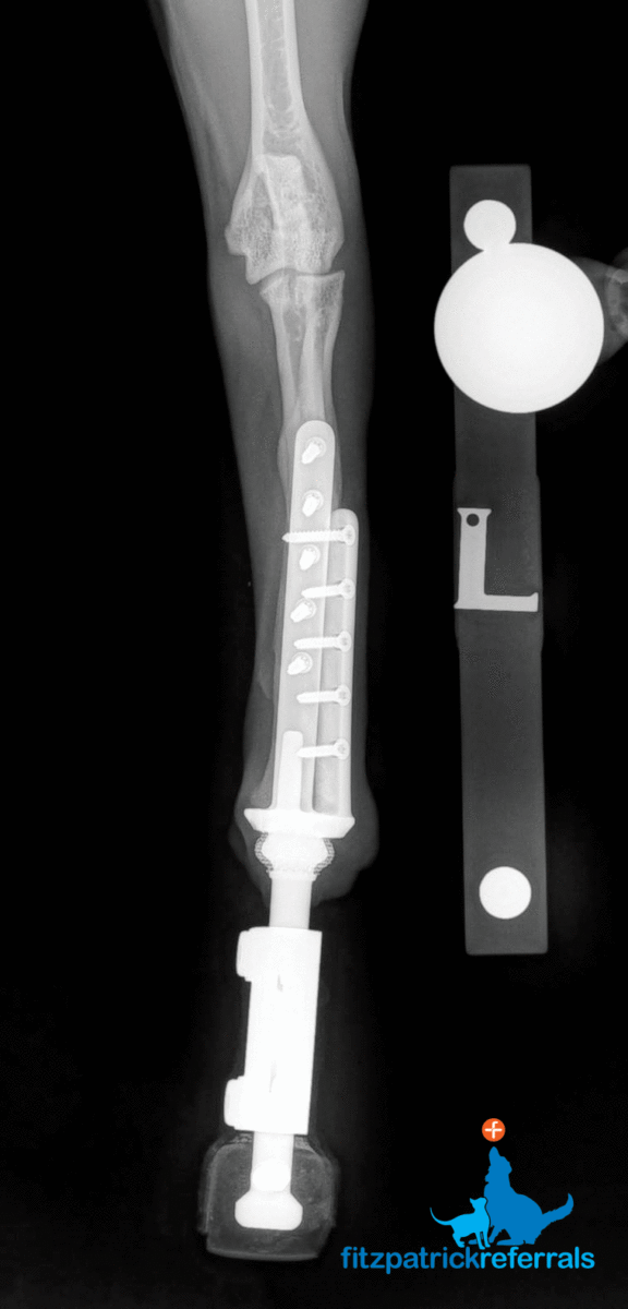 Radiograph of a PerFiTS in a cat. Radiograph of PerFiTS Fitzpatrick Referrals