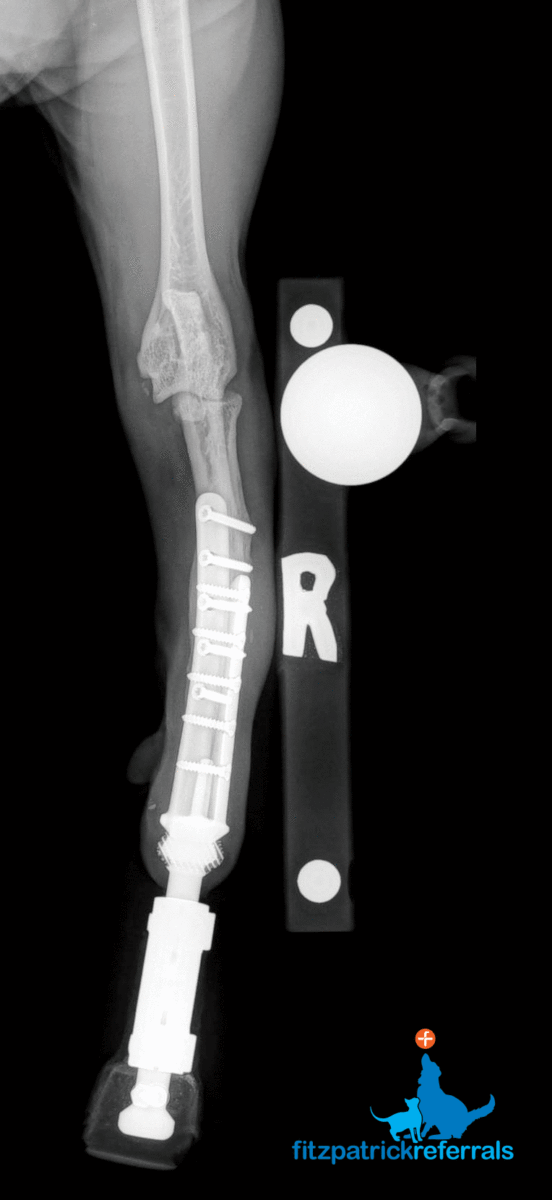 Radiograph of PerFiTS Fitzpatrick Referrals